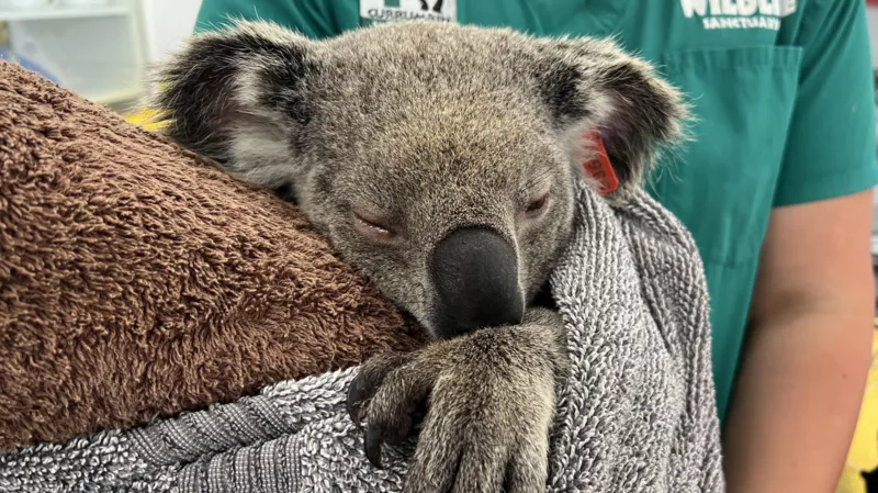 Chlamydia could make koalas extinct. Can a vaccine save them in time?